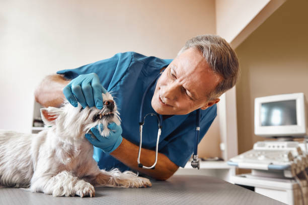 Best Emergency Dentist for Knocked-Out Tooth in Mascotte, FL